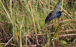 Allen's Gallinule