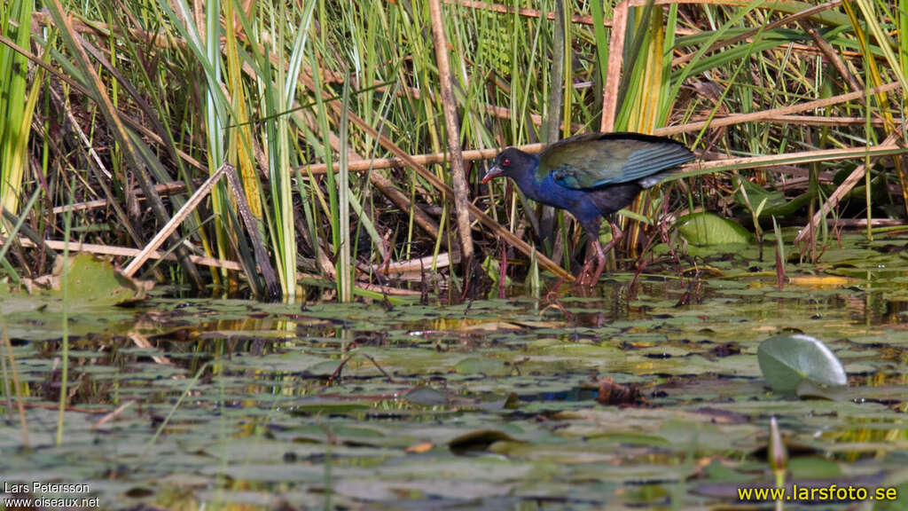 Allen's Gallinuleadult post breeding, habitat, pigmentation