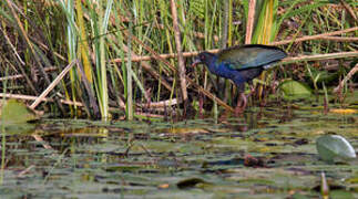 Allen's Gallinule