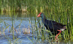 Western Swamphen