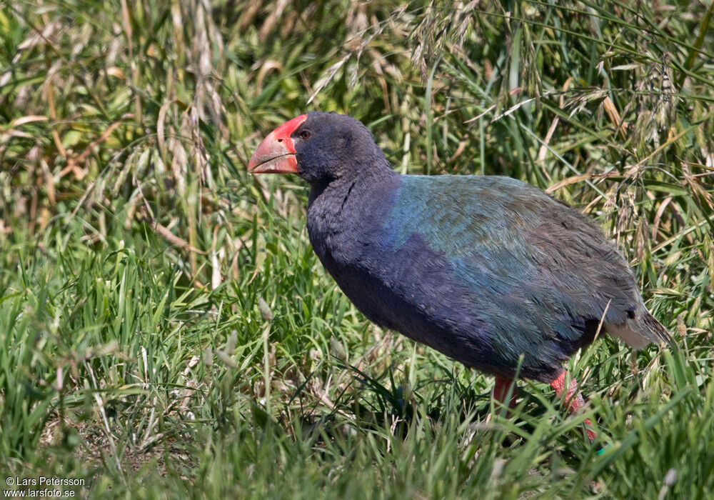 Talève takahé du Sud