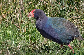 South Island Takahe