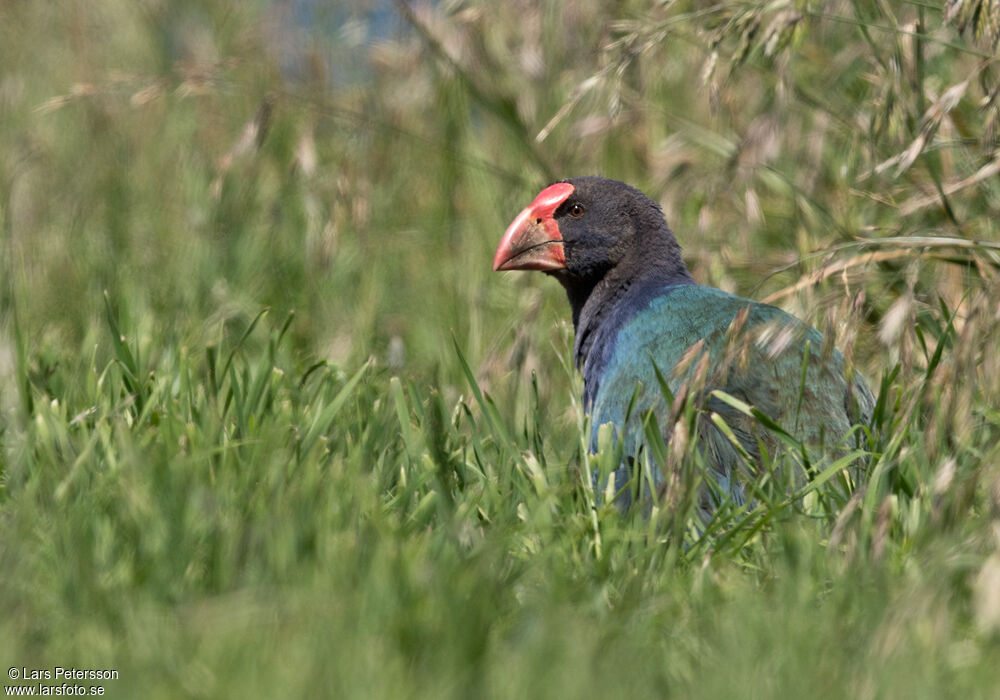 Talève takahé du Sud