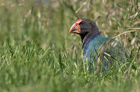 South Island Takahe