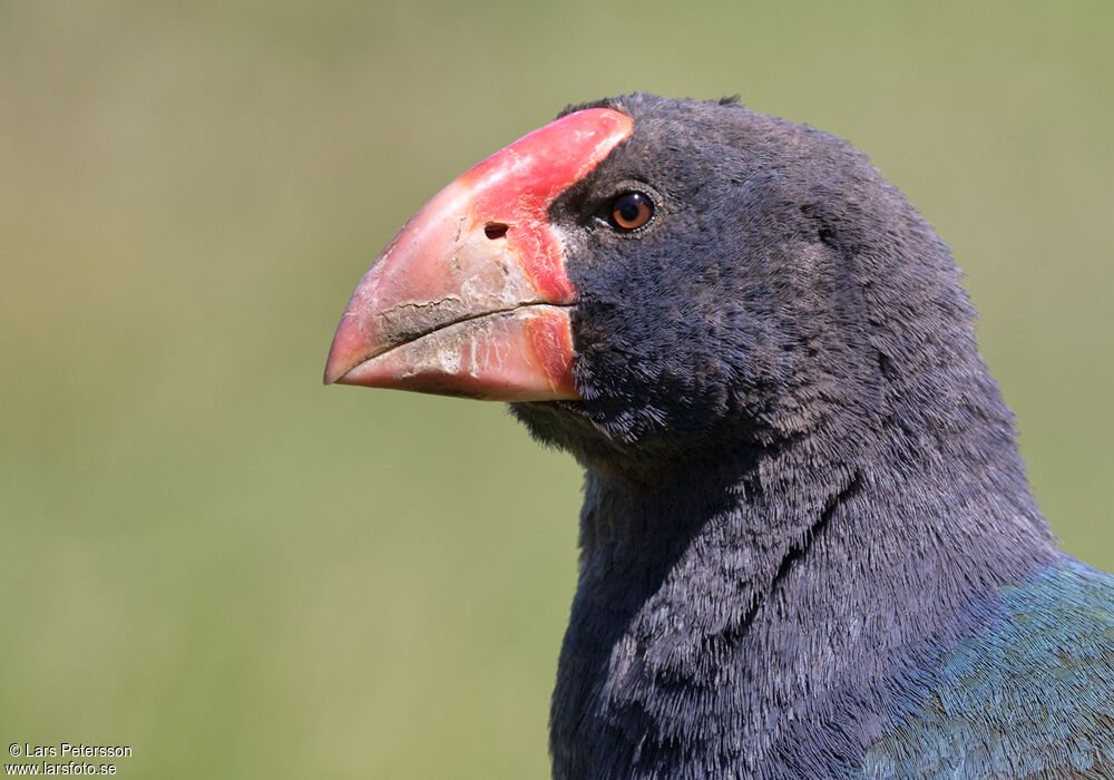 South Island Takahe