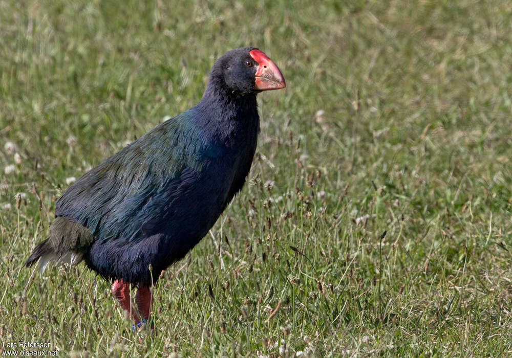 South Island Takahe