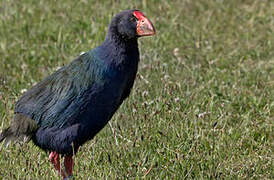 South Island Takahe