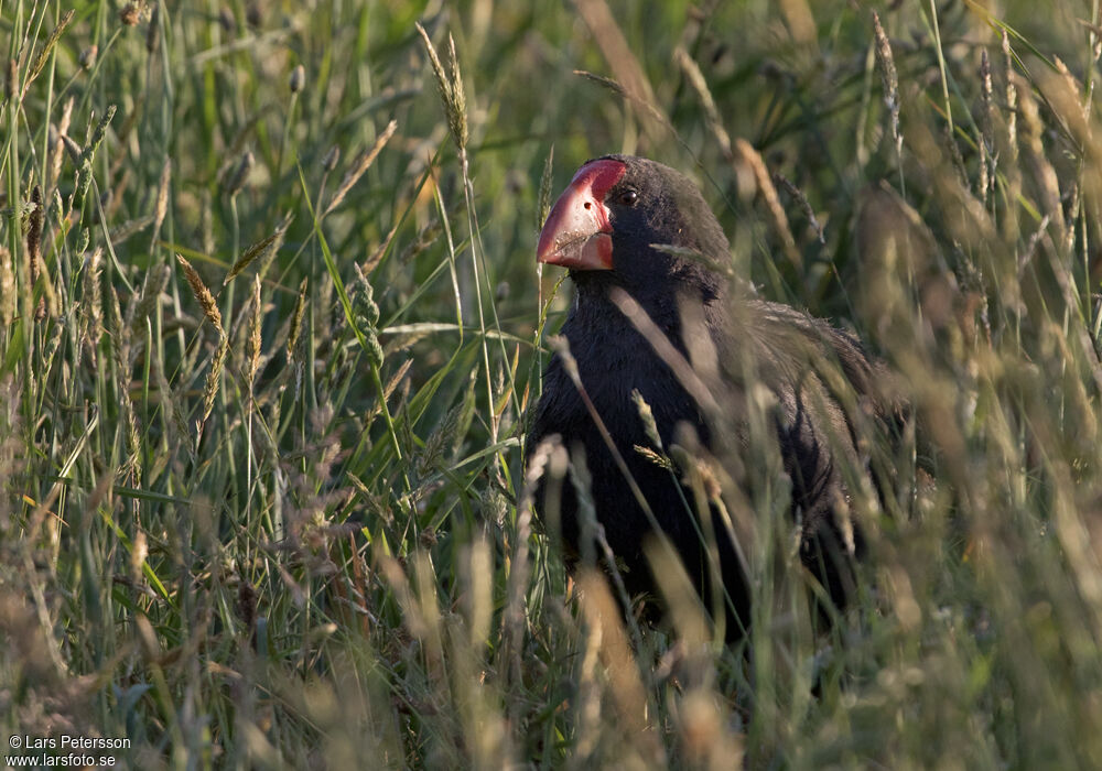 Talève takahé du Sud