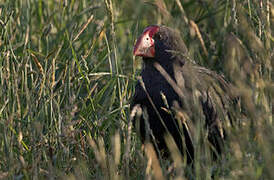 South Island Takahe