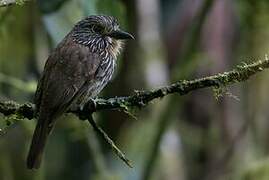 Black-streaked Puffbird