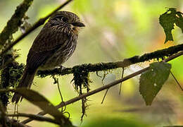 Black-streaked Puffbird