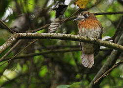 Moustached Puffbird