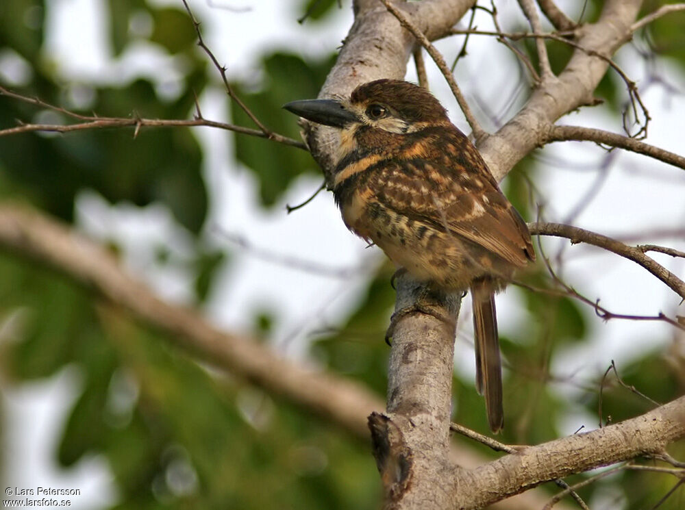 Two-banded Puffbird