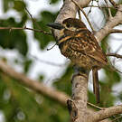 Tamatia bifascié