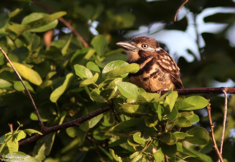 Two-banded Puffbird