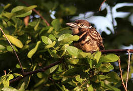 Two-banded Puffbird