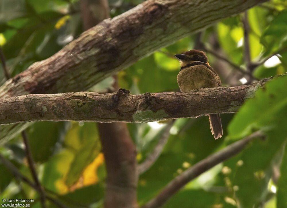 Chestnut-capped Puffbird