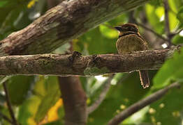 Chestnut-capped Puffbird