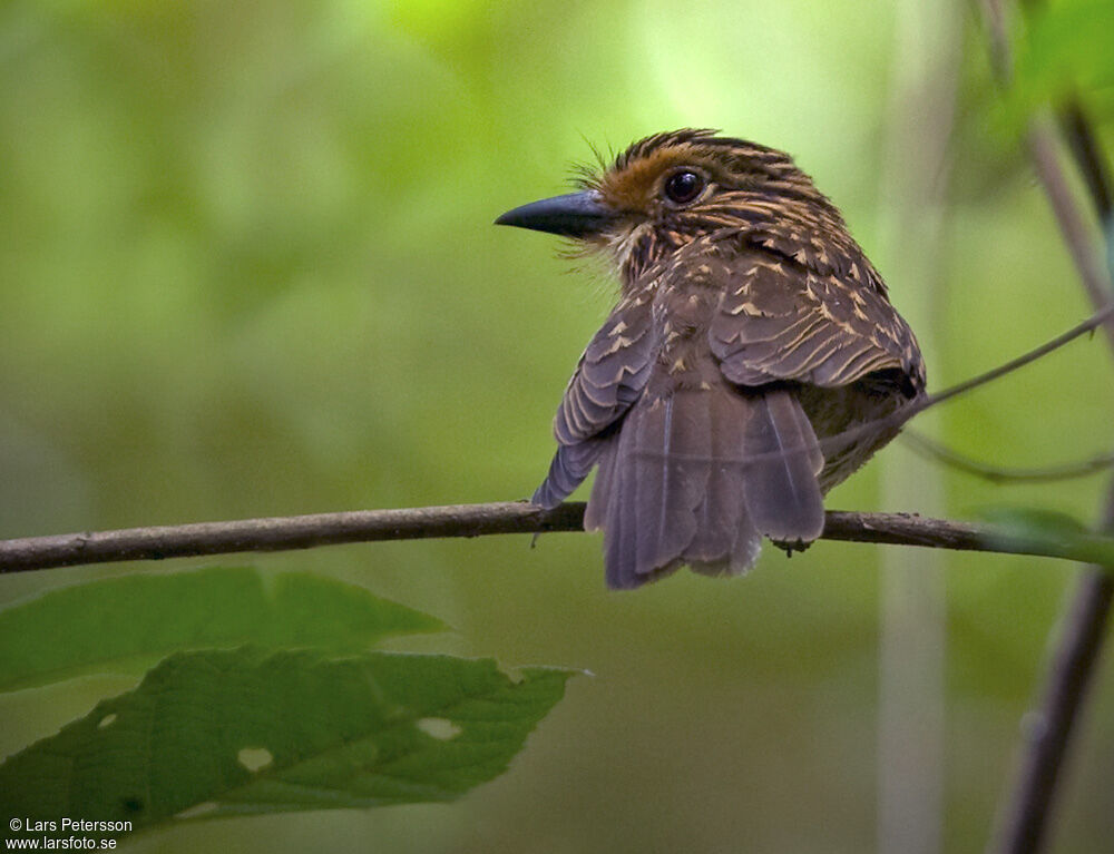 Crescent-chested Puffbird