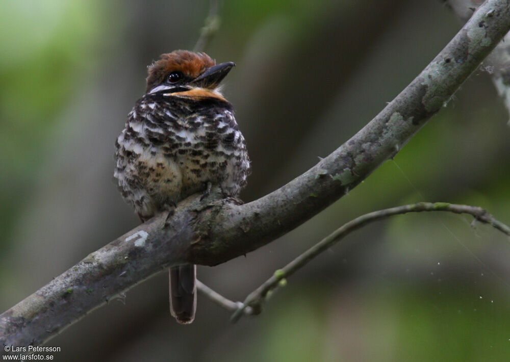 Spotted Puffbird