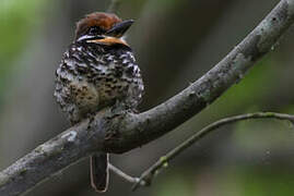 Spotted Puffbird