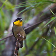 Yellow-throated Tanager