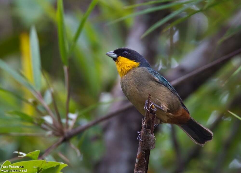 Tangara à bavette jauneadulte, identification