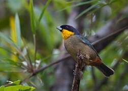 Yellow-throated Tanager