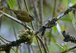 Black-capped Hemispingus