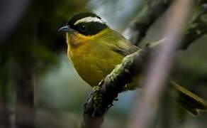 Black-capped Hemispingus