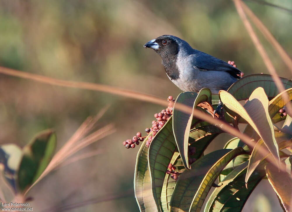 Black-faced Tanageradult, close-up portrait