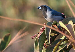 Black-faced Tanager