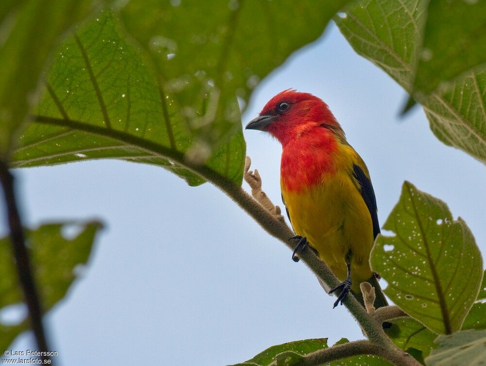 Red-hooded Tanager