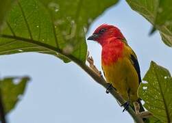 Red-hooded Tanager