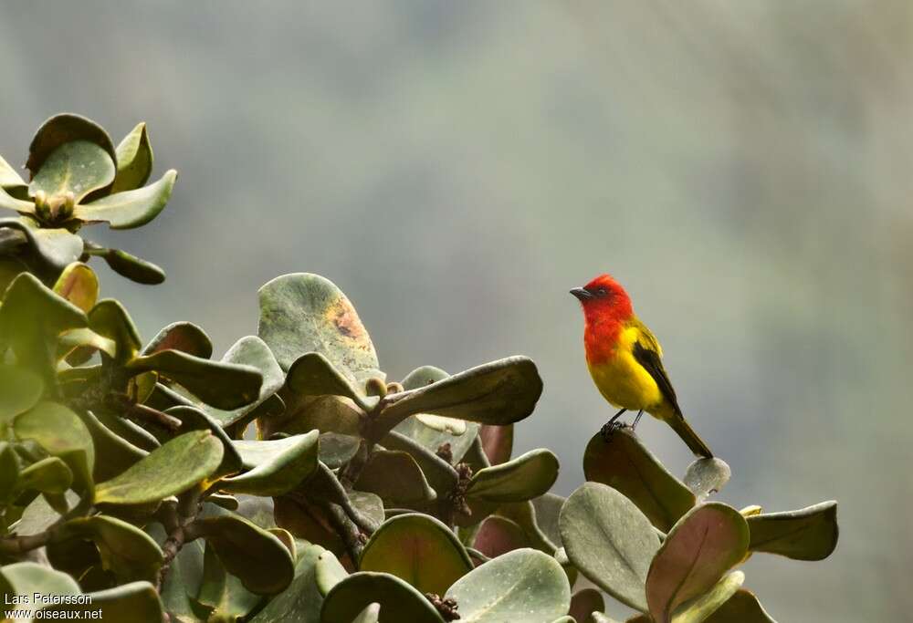 Red-hooded Tanager male adult, identification