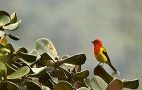 Red-hooded Tanager