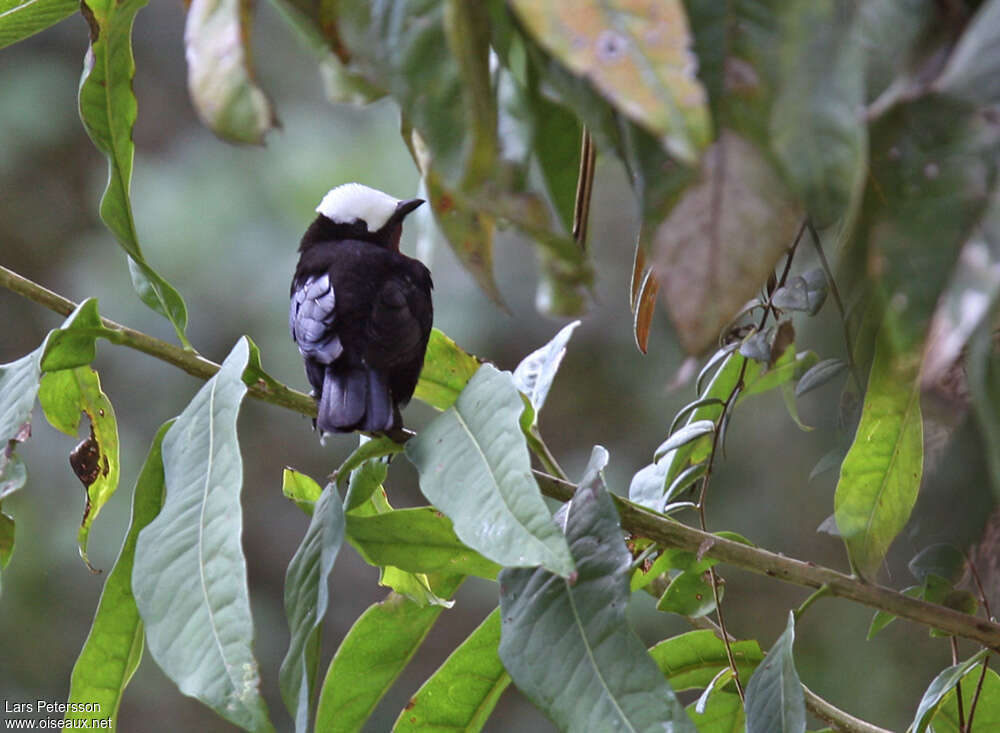 White-capped Tanageradult, habitat, pigmentation