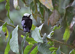 White-capped Tanager