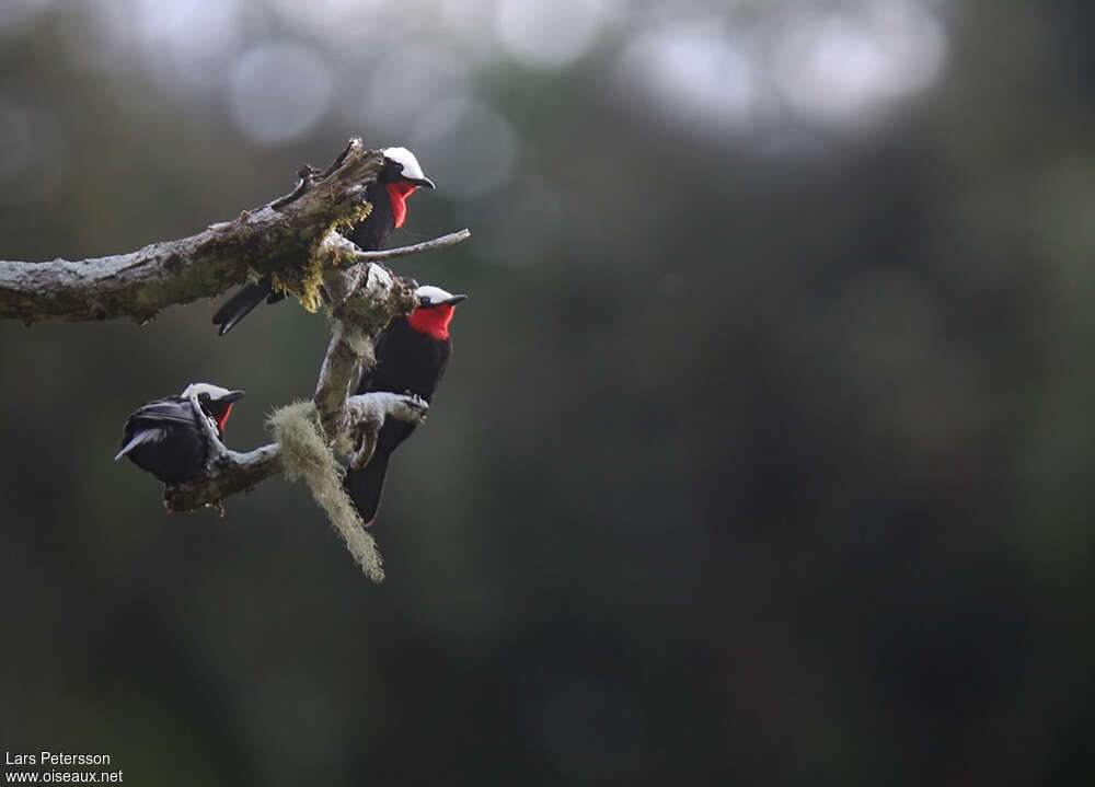 White-capped Tanager male, Behaviour