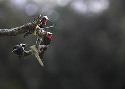 White-capped Tanager