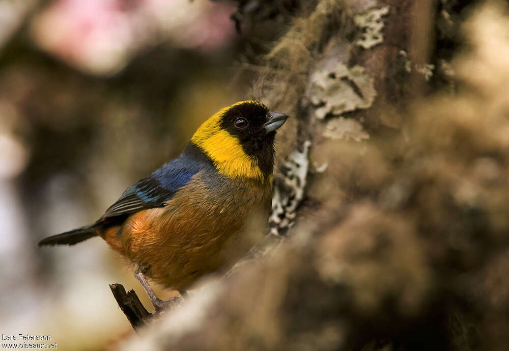 Golden-collared Tanageradult, identification