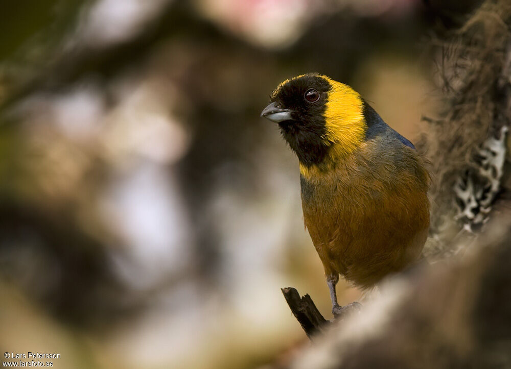 Golden-collared Tanager