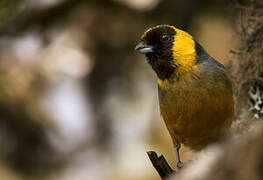 Golden-collared Tanager