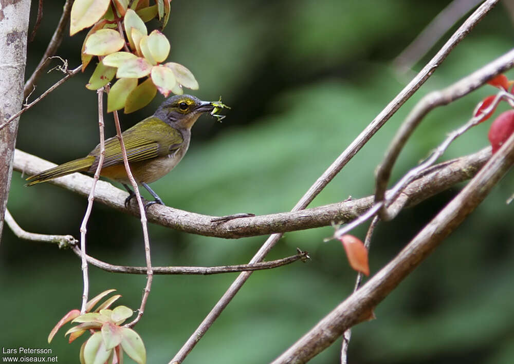 Fulvous-crested Tanager female adult, feeding habits