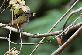 Fulvous-crested Tanager