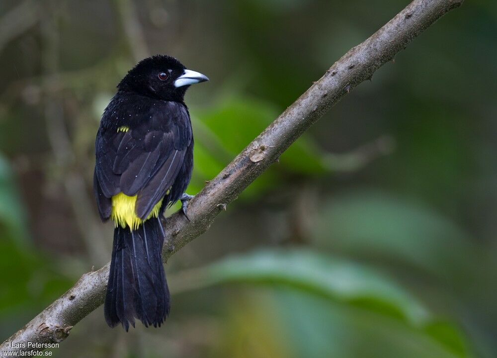 Lemon-rumped Tanager