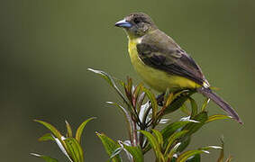 Lemon-rumped Tanager