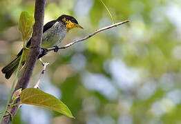 Yellow-backed Tanager