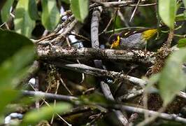 Yellow-backed Tanager