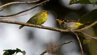 Tangara à dos jaune